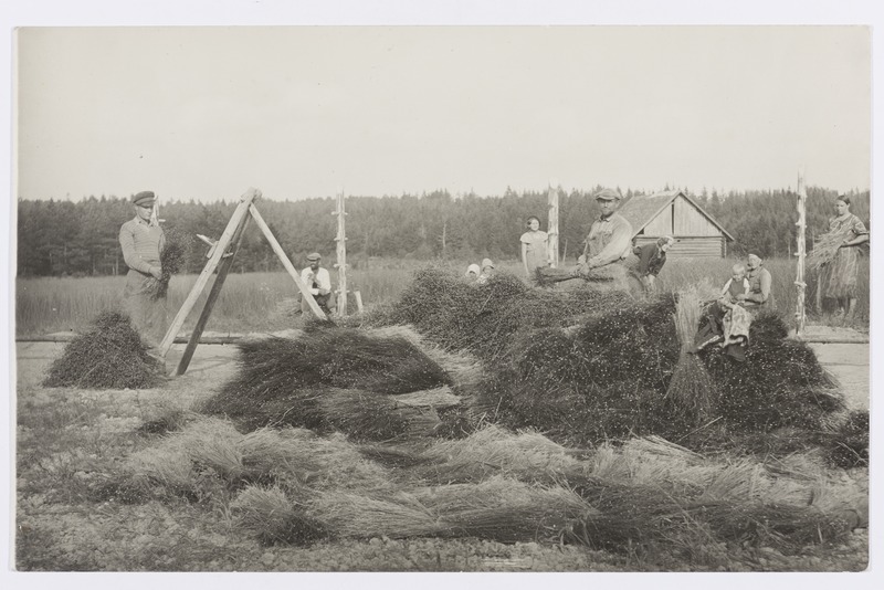 Lina kitkumine (kakkumine) ja raatsimine Kaarli vallas Kuninga talus