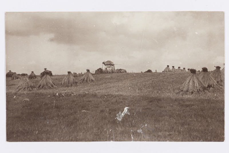 Viljapõld rukkihakkidega