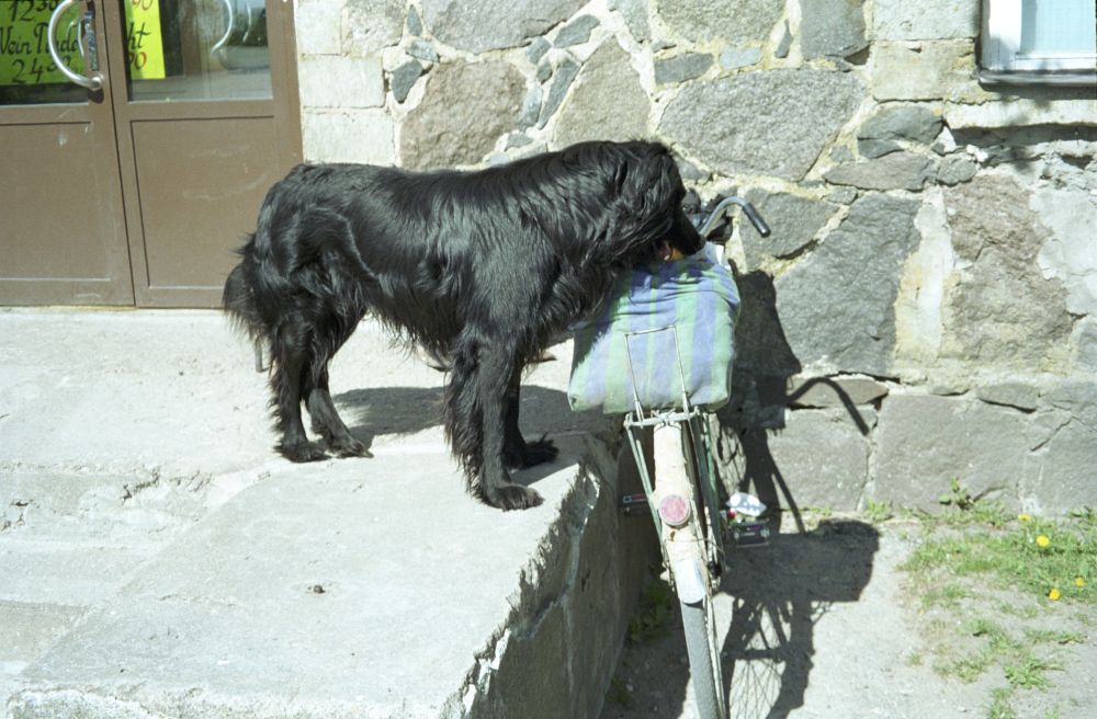 Laekvere koer Eesti Vabaõhumuuseumi teaduri Mihkel Leetmaa jalgratta pakiraamil olevast kotist saia varastamas