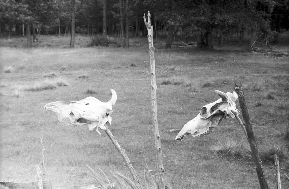 Loomapealuud Uuepõllu talu püstandaial.
