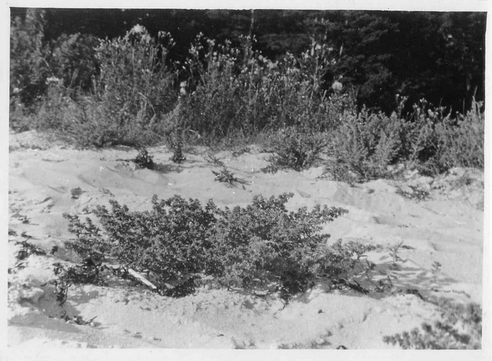 Mustana liivarand Kõpu poolsaarel. Ees oga(okas)malts (Salsola kali), taga ogajas ohakas (Cirsium horridum)