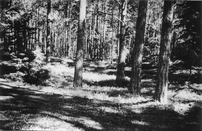 Mustika-pohla palumännik Kõpust 2 km edelas