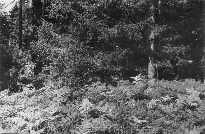 Kilpjalaga kuusik Kõpu-Märjakaasiku tee ääres