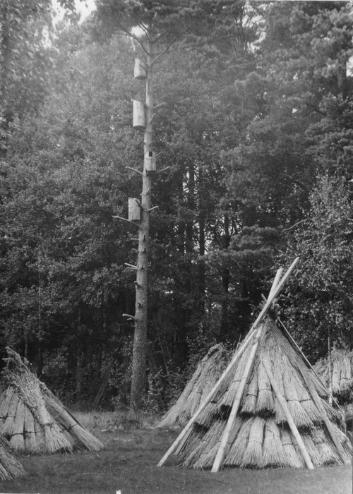 Pillirookubude kuhjad ja linnupuuridega mänd  Õngu küla Veski talu õuel