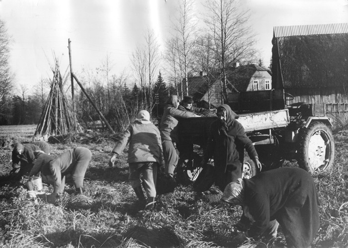Kartulivõtt Kopa peres Nõmme külas