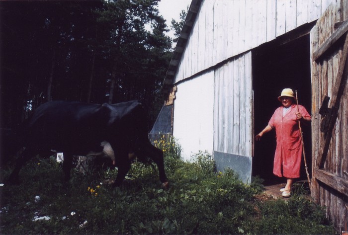 Pille Oolmets lehmaga laudaukse juures