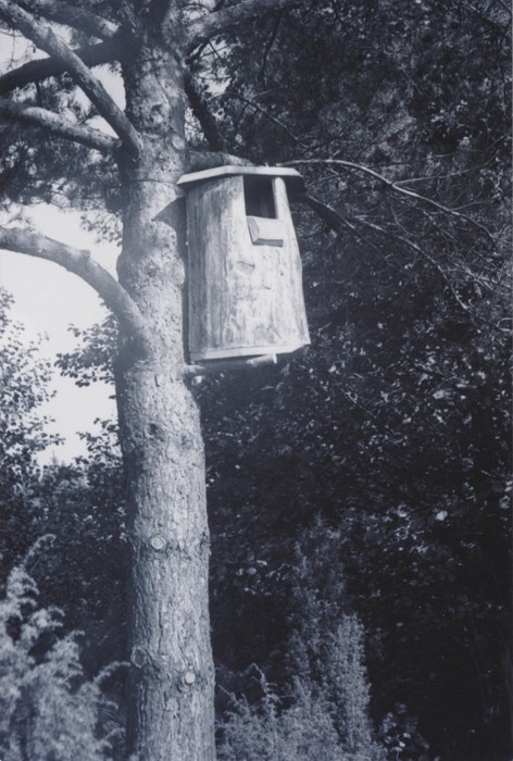 Puust pesakast kosklatele Kassari Mäealuse k Niksu talus 1972.a.