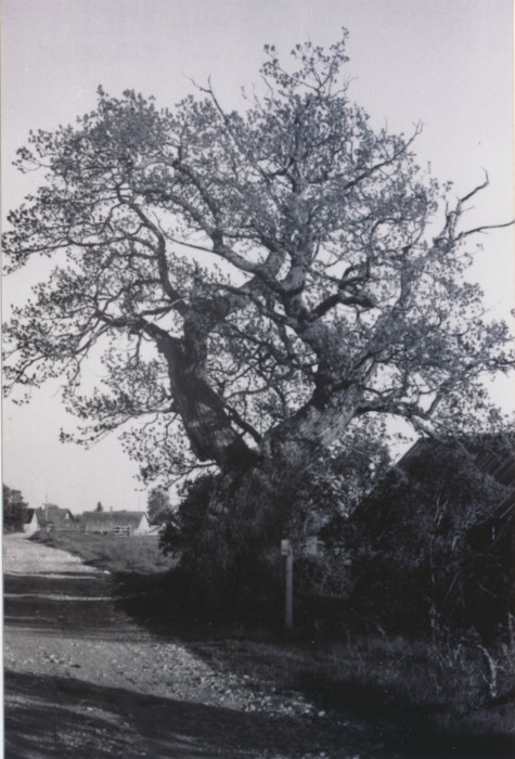 Foto Tärkma tamm 1967