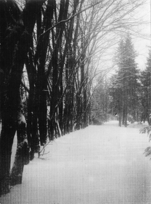 Lumine teerada, puud (park?) Kärdlas