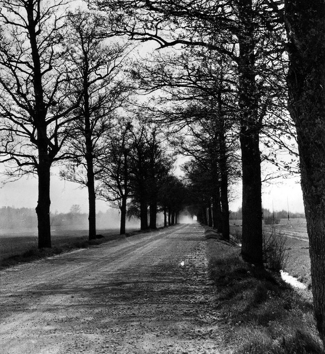 Sanglepa allee Käina-Suuremõisa maantee ääres