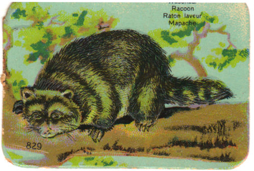 Kleepspilt, pesukaru