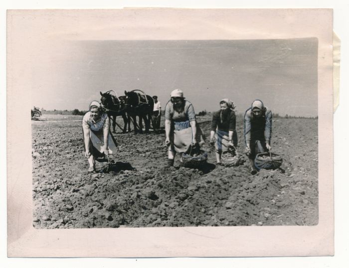 Foto. Käsitsi kartulipanek Lihula raj Kalinini-nim kolhoosis. 1957. Foto E. Kanter.