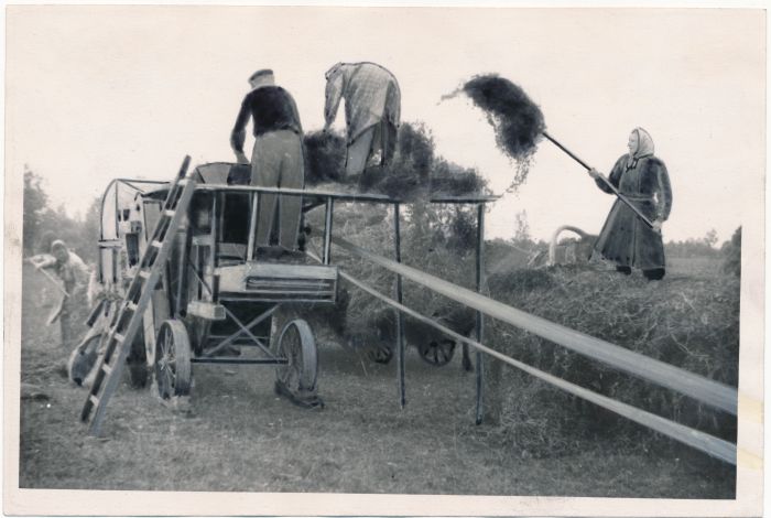 Foto. Herne masindamine Märjamaa raj Ühistöö kolhoosis.  24.09.1956. Foto Ü. Kalm.