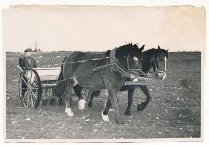 Foto. Haapsalu raj. "Kangelase" kolhoosi brigadir Ilmar Ainlo hobustega nisupõldu seemendamas. 10.05.1957. Foto A. Lumeste.