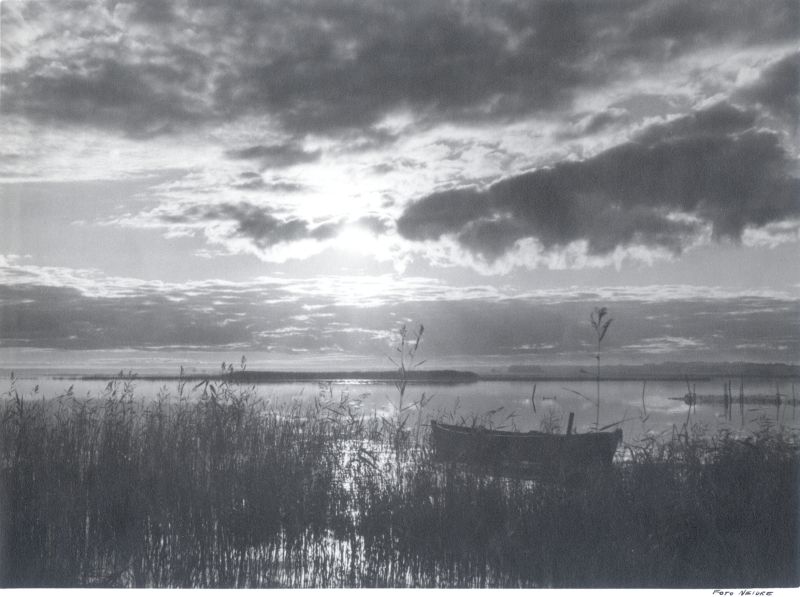 Foto. Aafrika kallas kuuvalgel Haapsalus. Vaade läbi roostiku lahele. 1930nd.