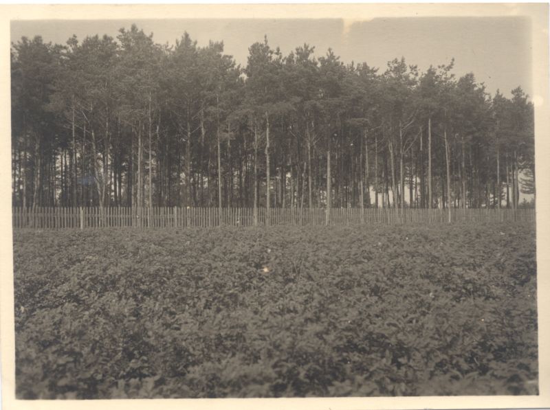 Foto. Sõjakohtu otsusel mahalaskmise koht Vigala vallamaja lähedal Hansu talu koplis.