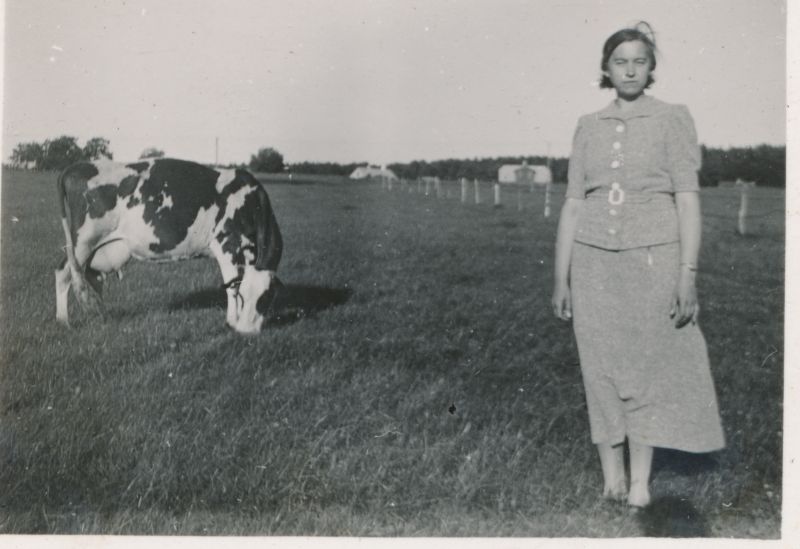 Foto. Naine koos lehmaga karjamaal.  Albumis HM 8466:1. Kuulunud kapten Harald Dampffile.
