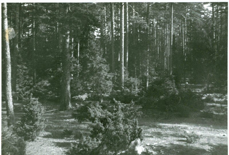 Foto. Mets Hullos.  Albumis Suvemälestused Vormsilt. 1933/34. Foto: J.F. Luikmil.