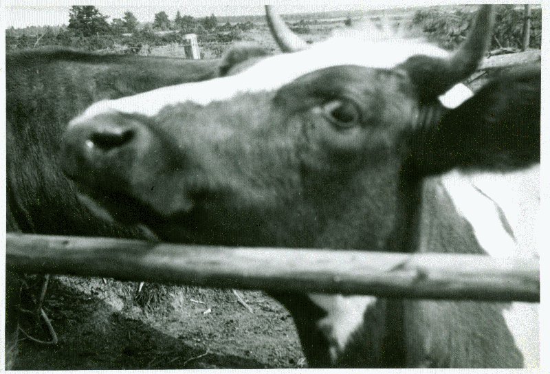 Foto. Lehmad Suuremõisas.  Albumis Suvemälestused Vormsilt. 1933/34. Foto: J.F. Luikmil.