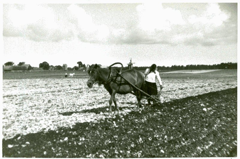 Foto. Naised künnavad hobustega põldu. Rumpo.  Albumis Suvemälestused Vormsilt. 1933/34. Foto: J.F. Luikmil.