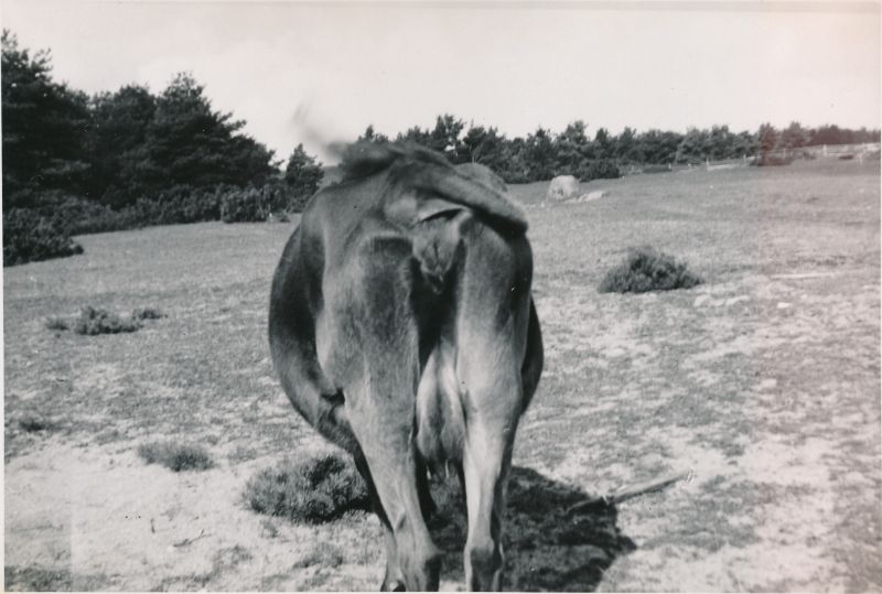 Foto. Lehma tagumik. Hullo.  Albumis Suvemälestused Vormsilt. 1933/34. Foto: J.F. Luikmil.