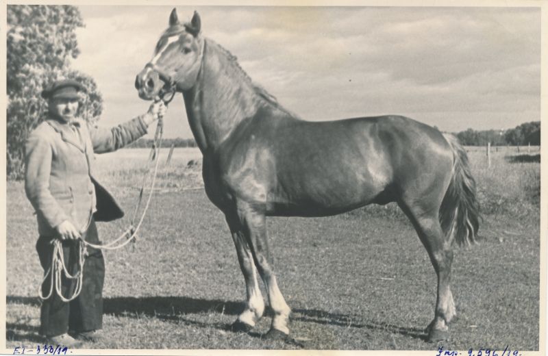 Foto. ETA kogu Kirbla valla Võidulipu kolhoosi tallimees P. Alasi Tori tõugu täku Majoriga 1950