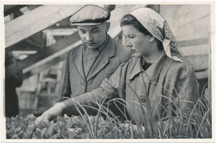 Foto. Märjamaa rajooni Mitšurini nim. kolhoosi kolhoosnikud E. Himanen (paremal) ja J. Aaren salatitaimi valimas. Fotogr. E. Järve.