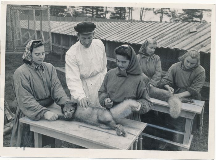 Foto. Putkaste sovhoosi karusloomafarmi juhataja T. End(vasakult teine) ja töölised E. Uuspõld, A. Danilina, V. Männimaa, H. Aavik. Foto. J. Vatser.