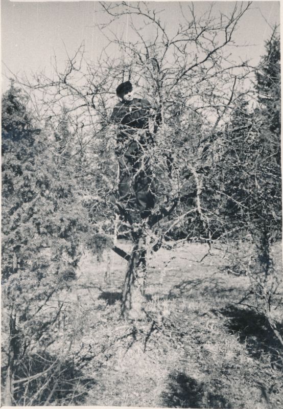 Foto. A.Laikmaa õunapuude lõikamine kevadel 1964.a. Foto: R.Kalk.