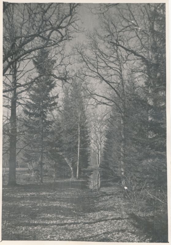 Foto. A.Laikmaa majamuuseum Taeblas. Allee sügiseses pargis. 1964. Foto: R.Kalk.