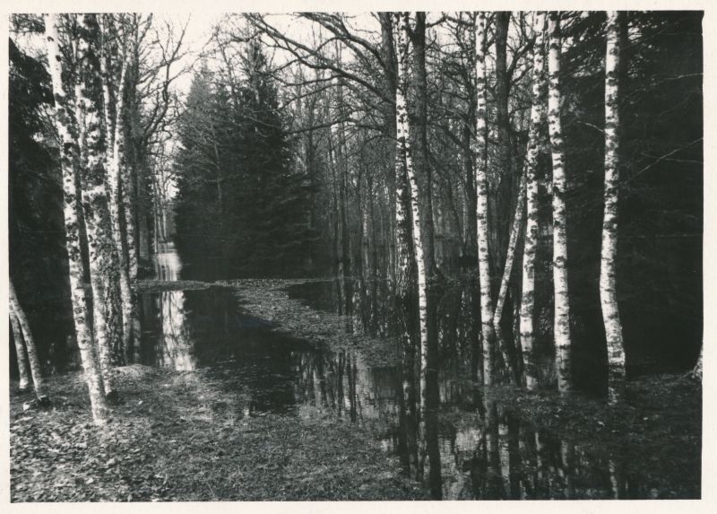 Foto. A.Laikmaa majamuuseum Taeblas. Park üleujutuse ajal kevadel 1966. a. Foto: R.Kalk
