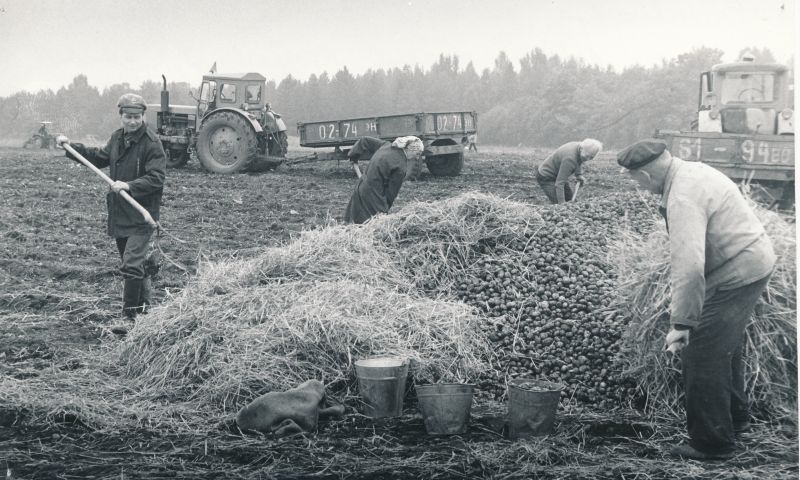 Foto. Kartulikuhja katmine Linnamäe kolhoosis. Abiks on šefid. Vasakul Haapsalu I Keskkooli õpetaja Mati Kammiste.
Foto: H. Pilter, 1981.a.