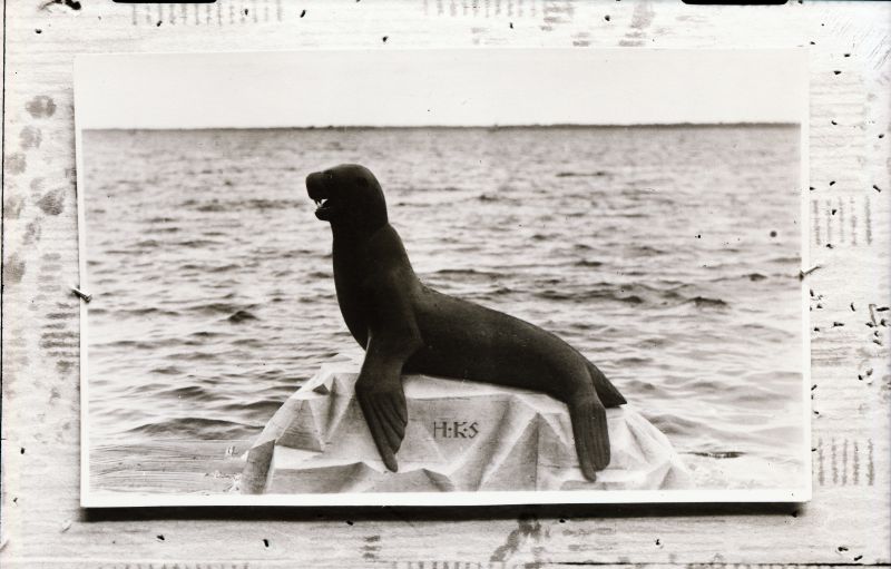 Negatiiv. Tselluloid. Albumis.