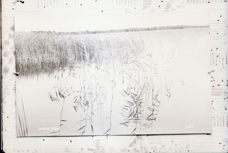 Negatiiv. Tselluloid. Albumis.