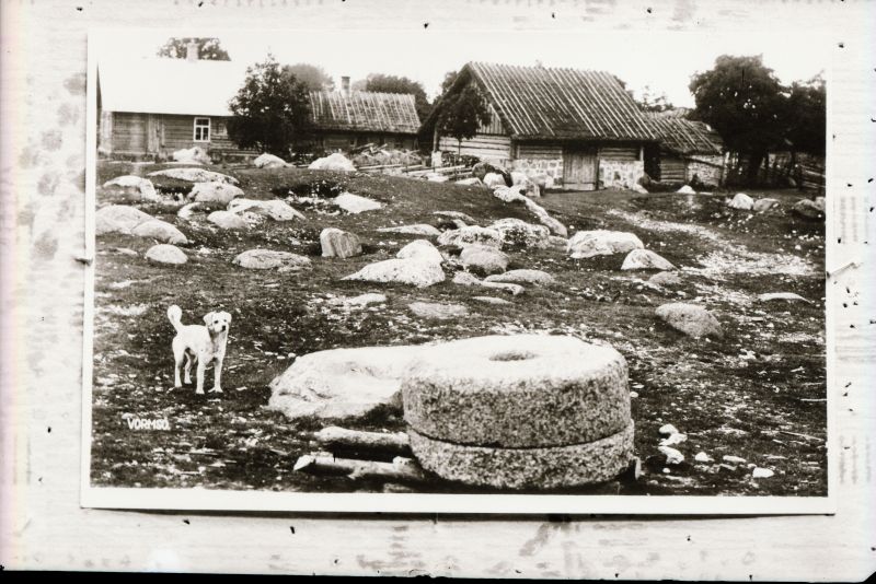 Negatiiv. Tselluloid. Albumis.