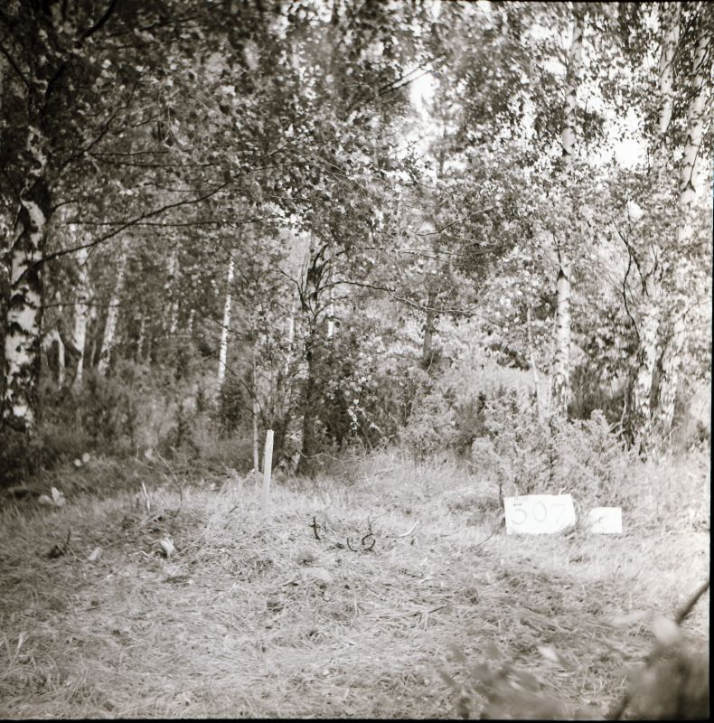 Negatiiv. Kõmsi põllukivihunnikute kaevamine 1981.a. Põllukivihunnik nr 307 enne kaevamisi.
Foto: M. Mandel.