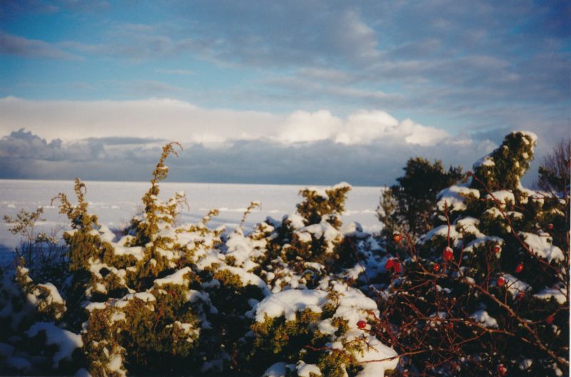 Postkaart. Lääne Telefonivõrgu õnnitluskaart Läänemaa muuseumile jõuludeks ja uueks aastaks 1996/1997