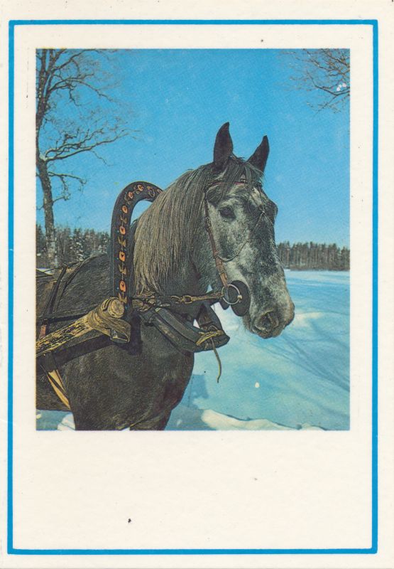 Postkaart Uusaasta, Hobune, Haapsalu Rajooni Kultuurikoondis, 1988