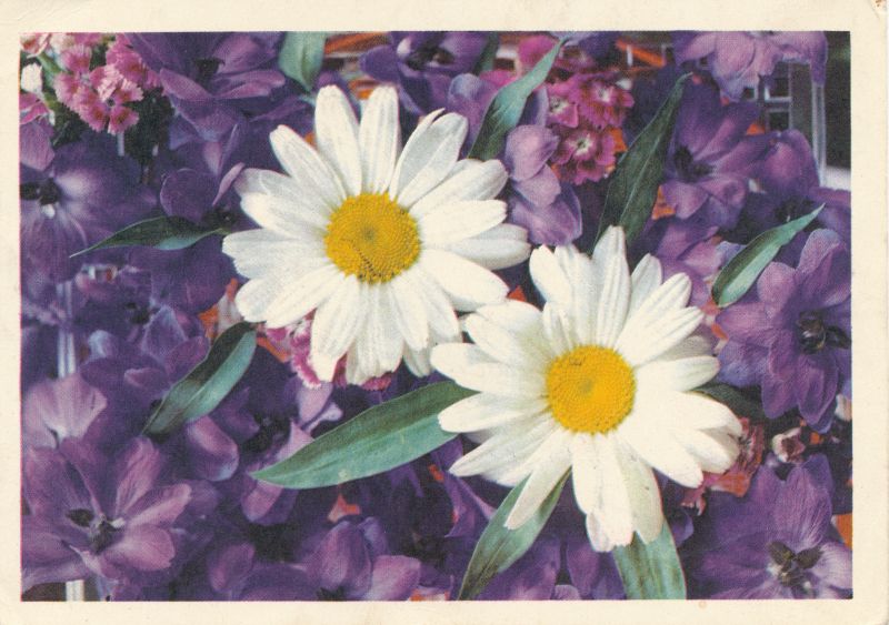 Postkaart naistepäevaks - Lilled, 1973