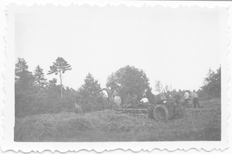 Silovalmistamine kolhoosis "Ühisjõud" Hirvli külas 1954.a.