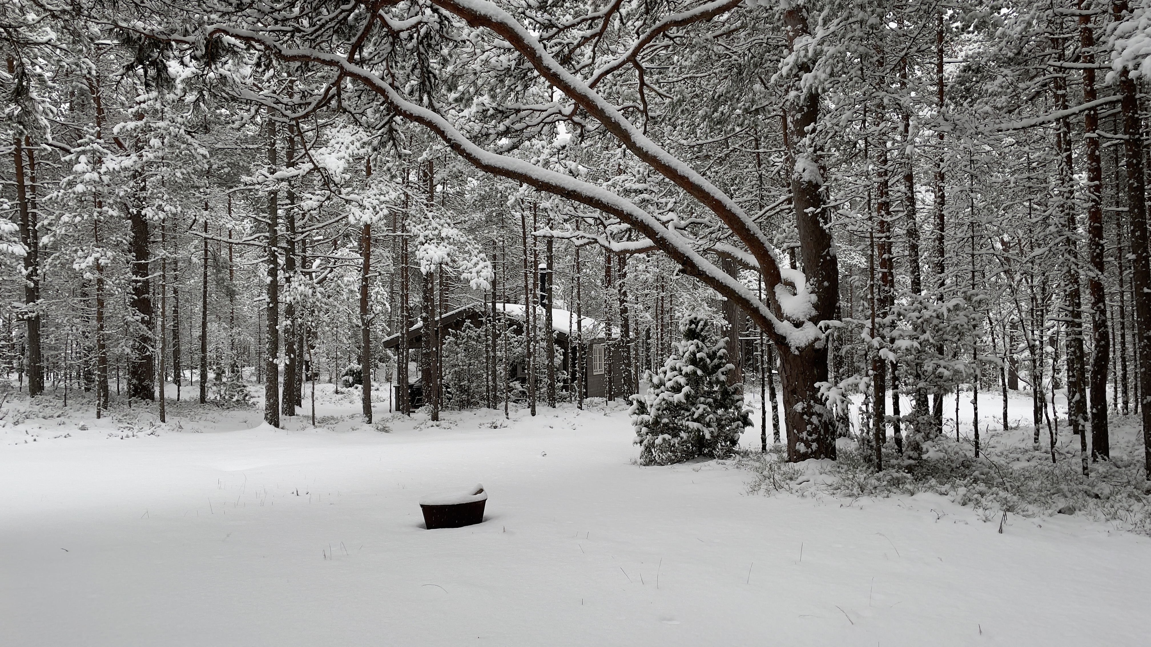 Talv 2021 Laulasmaal Kanarbikus