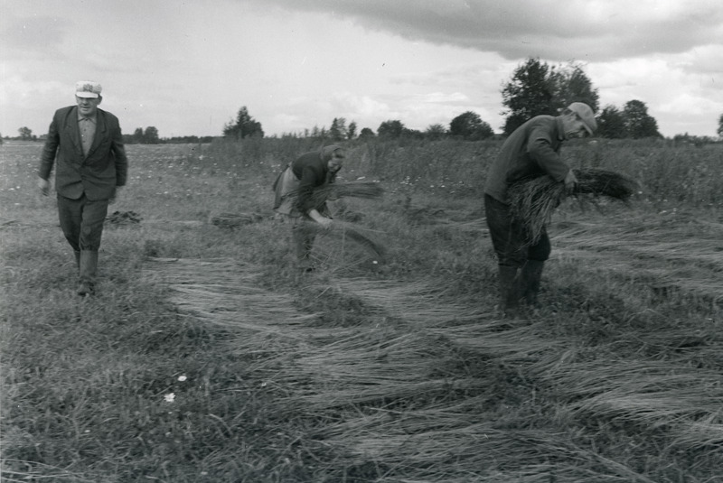 Leotatud linade laotamine põllule pleegitamiseks, Petseri 1971