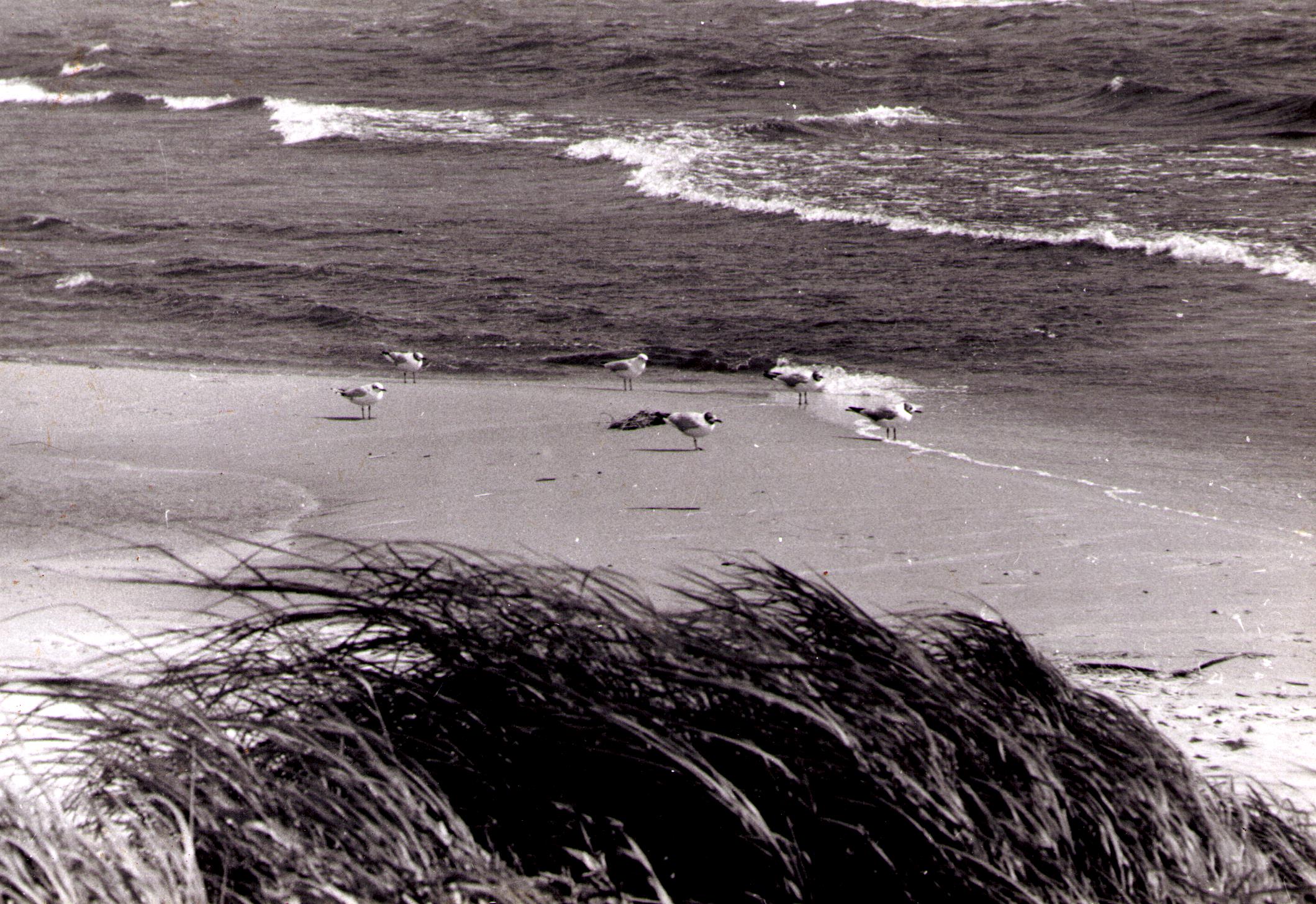 Loodus Peipsi põhjakaldal. juulis 1979