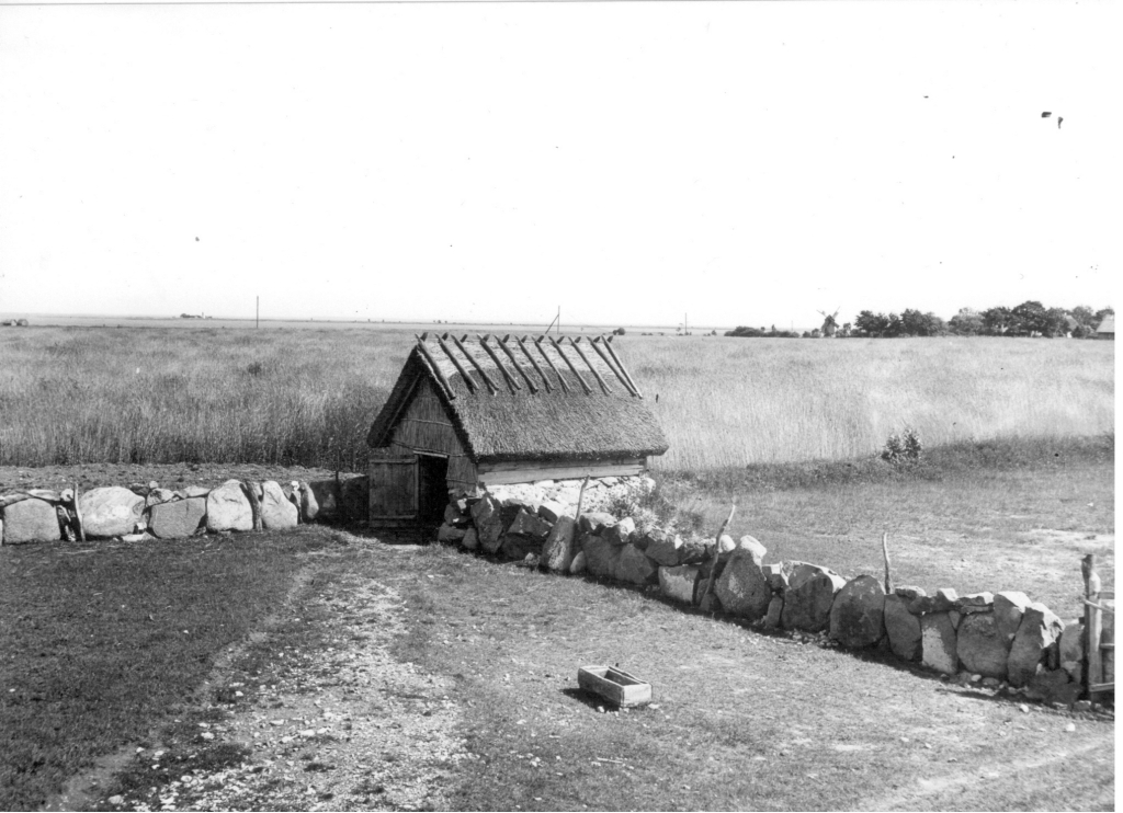 suvine lambalaut