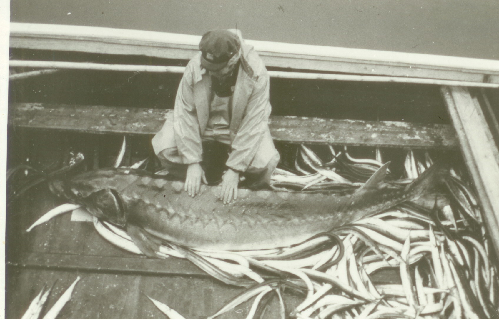 Muhu Võrkaia kalurid 290cm pikkuse tuuraga.