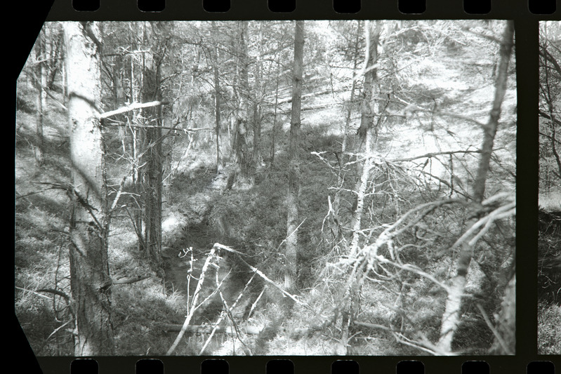 Tahkuna 12" patarei kinnikasvanud kaevik positsioonil