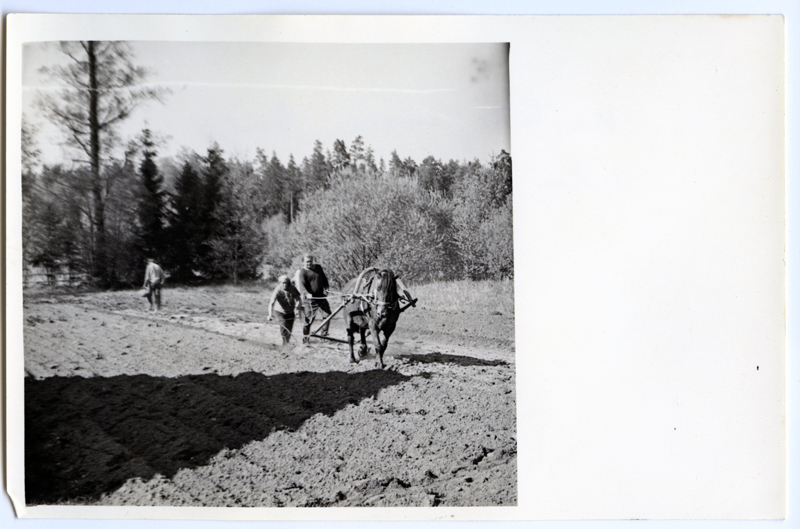 Kartulipanek Õngu külas