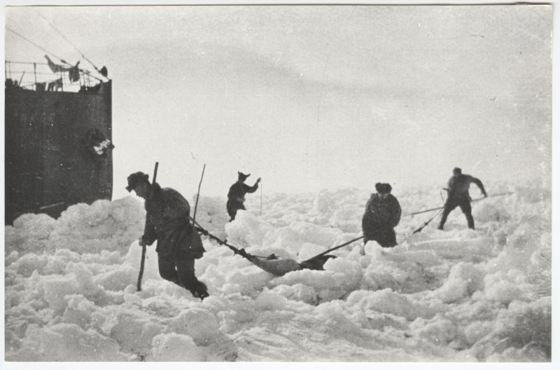 Valge mere (Põhja-Jäämere sisemeri) Moršovetsi saarel baseeruva hülgepüügi ekspeditsiooni liikmed tassivad hülgenahku laevale