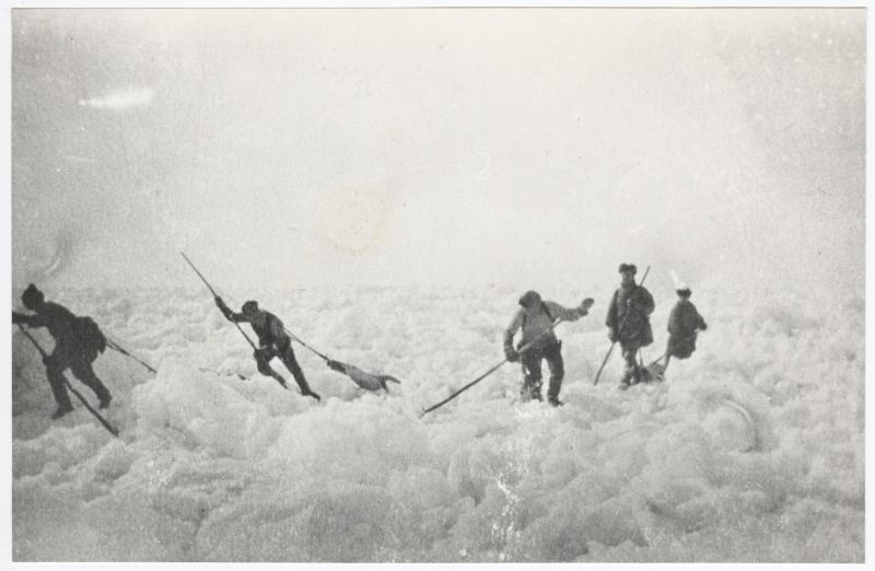 Valge mere (Põhja-Jäämere sisemeri) Moržovetsi saarel baseeruva hülgepüügi ekspeditsiooni liikmed tassivad hülgenahku laevale