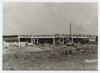 Pooleliolev nuumikute sigala